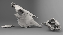 Bison latifrons skull pieces (side)